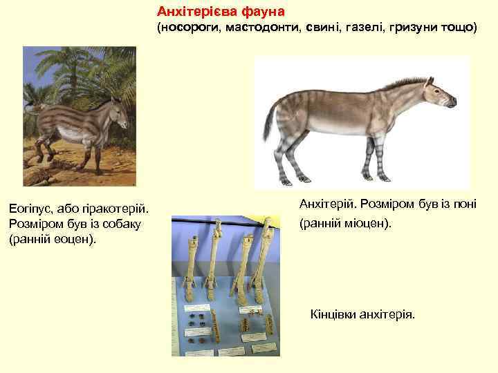 Анхітерієва фауна (носороги, мастодонти, свині, газелі, гризуни тощо) Еогіпус, або гіракотерій. Розміром був із