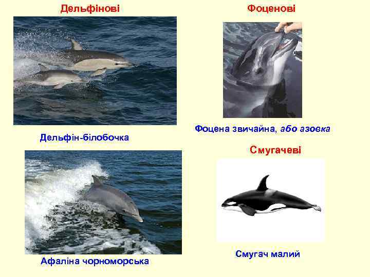 Дельфінові Дельфін-білобочка Фоценові Фоцена звичайна, або азовка Смугачеві Афаліна чорноморська Смугач малий 