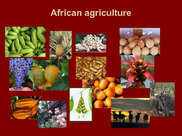African agriculture 