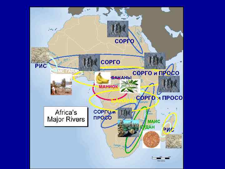 СОРГО РИС СОРГО ЯМС ГАНА БАНАНЫ СОРГО и ПРОСО МАНИОК БАНАНЫСОРГО и ПРОСО МАИС
