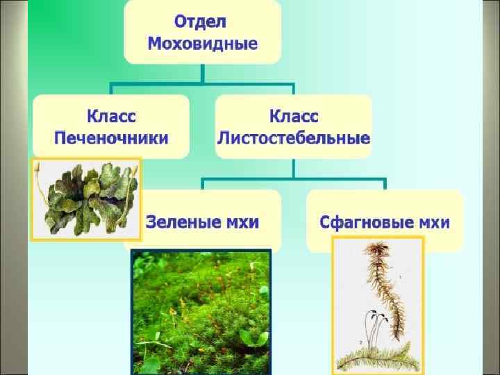 Заполните схему многообразие растений укажите также примерное число видов современных растений в каждой группе