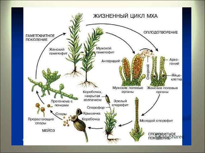 Заполните схему многообразие растений укажите также примерное число видов современных растений в каждой группе