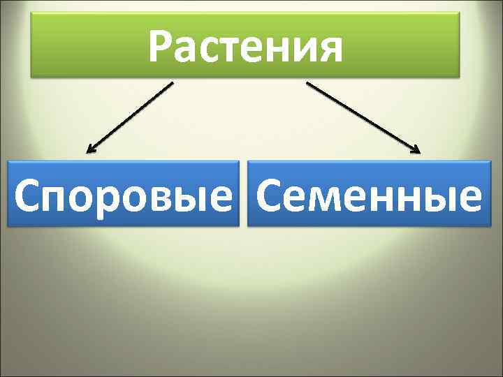 Чем отличаются споровые растения