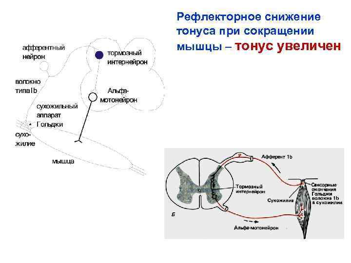 Жевательный рефлекс. Схема дуги миотатического рефлекса. Схема рефлекторной дуги регуляция мышечного тонуса. Схема рефлекторного сокращения мышц. Рефлекторная дуга рефлекса растяжения.