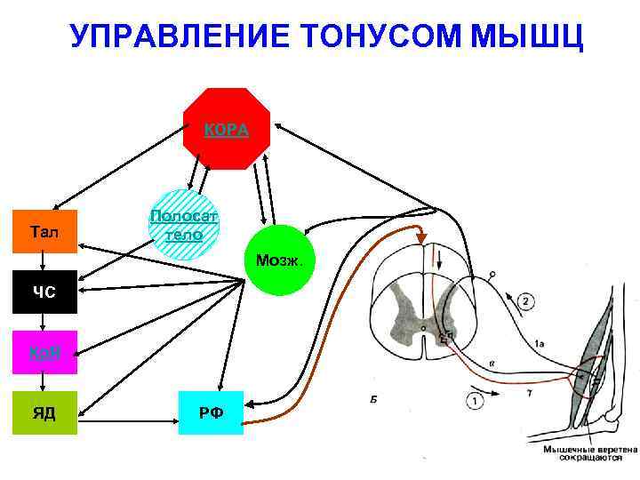 УПРАВЛЕНИЕ ТОНУСОМ МЫШЦ КОРА Тал Полосат тело Мозж. ЧС Кр. Я ЯД РФ 