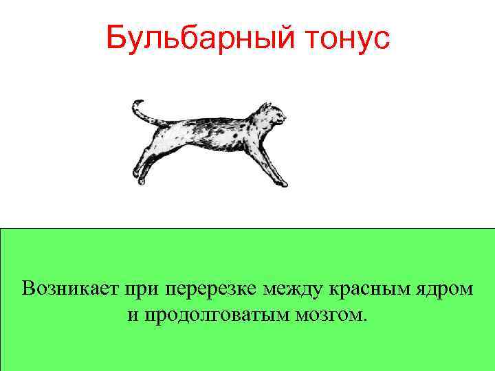 Бульбарный тонус Возникает при перерезке между красным ядром и продолговатым мозгом. 