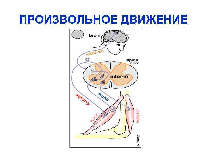 ПРОИЗВОЛЬНОЕ ДВИЖЕНИЕ 