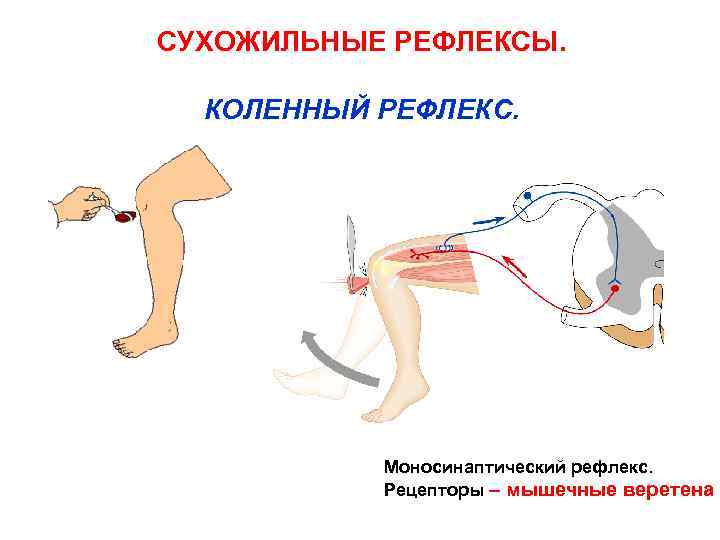 СУХОЖИЛЬНЫЕ РЕФЛЕКСЫ. КОЛЕННЫЙ РЕФЛЕКС. Моносинаптический рефлекс. Рецепторы – мышечные веретена 