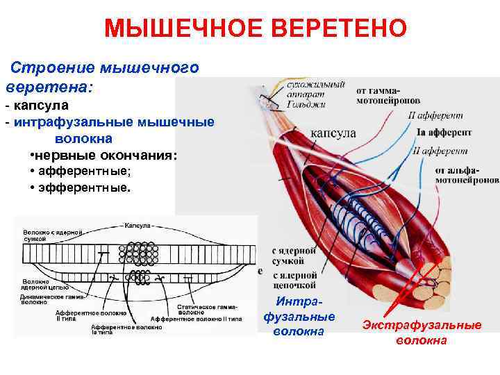 Моторные нервные окончания иннервируют