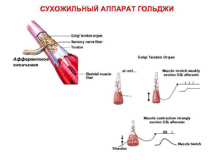 СУХОЖИЛЬНЫЙ АППАРАТ ГОЛЬДЖИ Афферентное окончание 