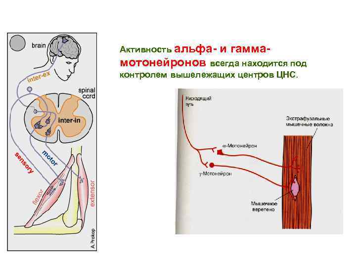 Активность альфа- и гамма- мотонейронов всегда находится под контролем вышележащих центров ЦНС. 