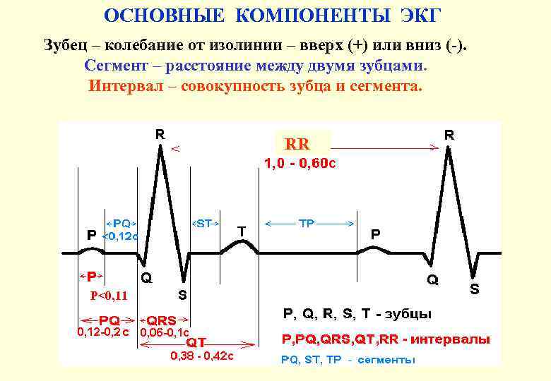 ОСНОВНЫЕ КОМПОНЕНТЫ ЭКГ Зубец – колебание от изолинии – вверх (+) или вниз (-).