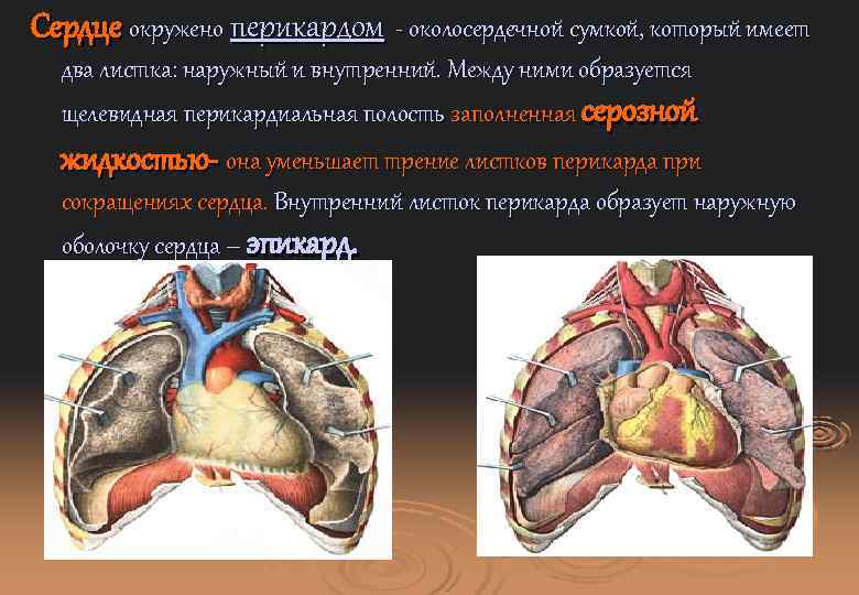 Полость перикарда