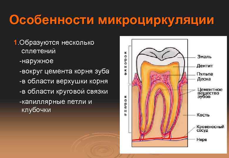 Особенности микроциркуляции 1. Образуются несколько сплетений -наружное -вокруг цемента корня зуба -в области верхушки