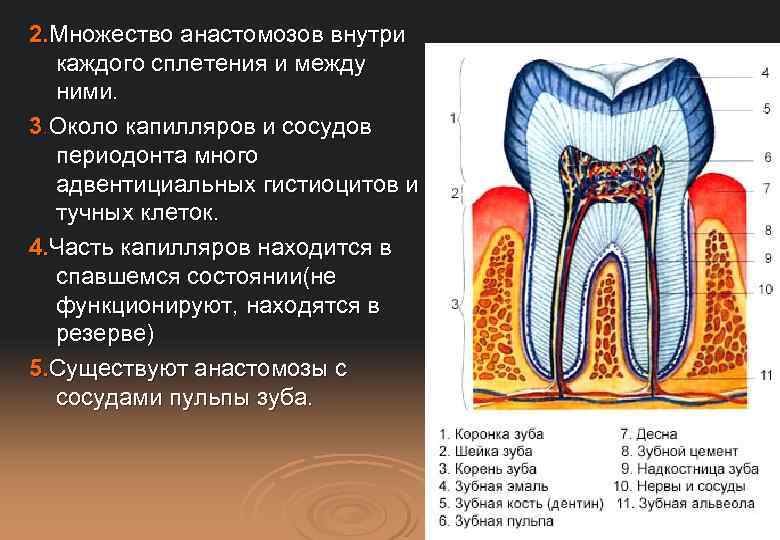 2. Множество анастомозов внутри каждого сплетения и между ними. 3. Около капилляров и сосудов