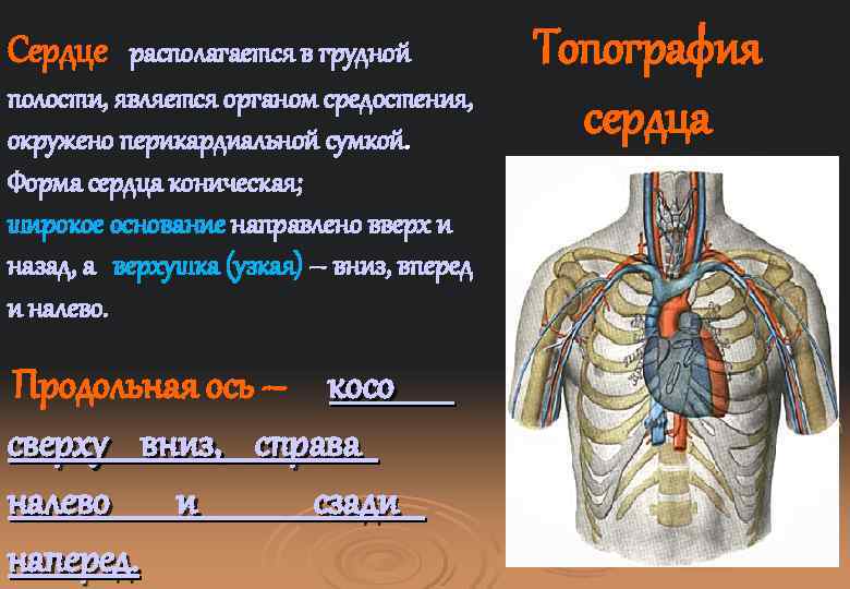 Сердце располагается в грудной полости, является органом средостения, окружено перикардиальной сумкой. Форма сердца коническая;