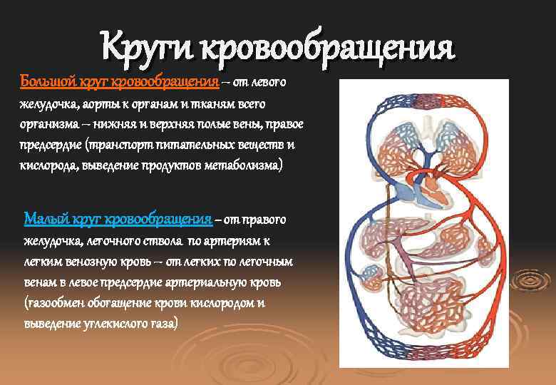 Круги кровообращения Большой круг кровообращения – от левого желудочка, аорты к органам и тканям