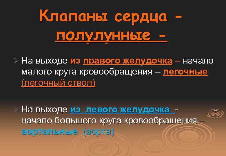 Клапаны сердца полулунные Ø На выходе из правого желудочка – начало малого круга кровообращения