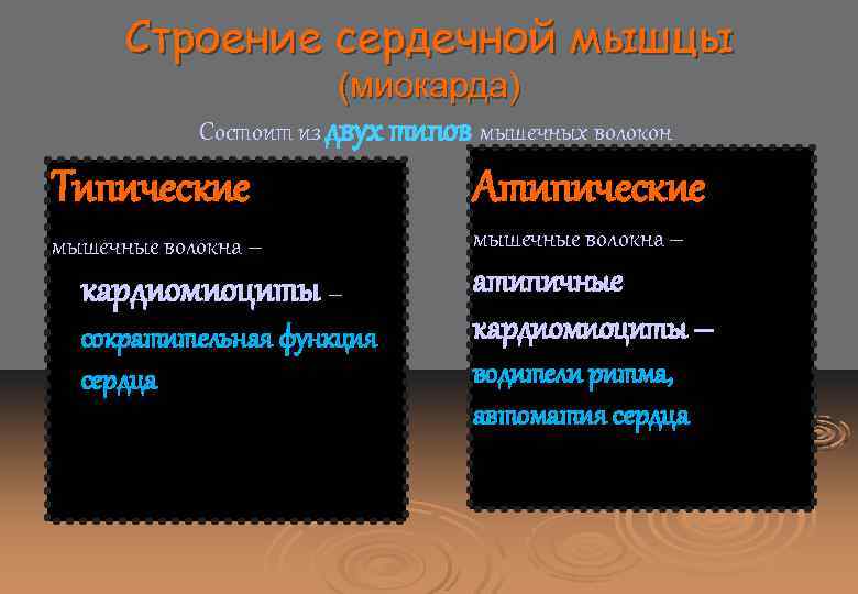 Строение сердечной мышцы (миокарда) Состоит из двух типов мышечных волокон Типические Атипические мышечные волокна