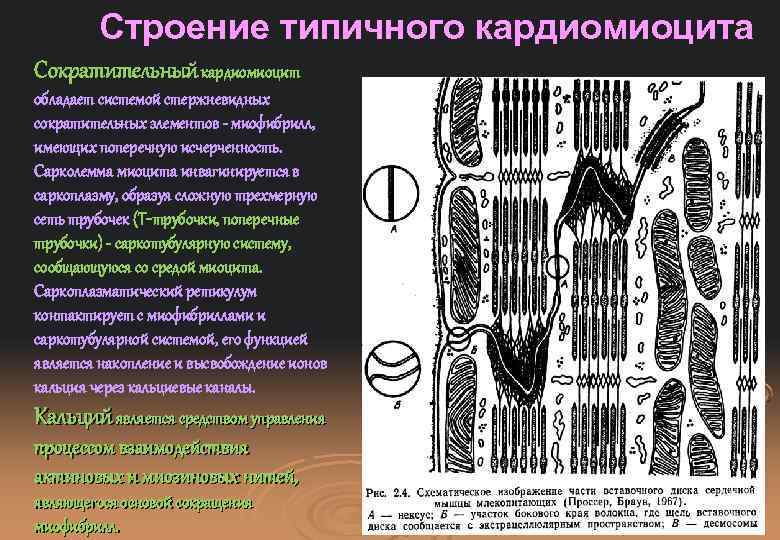 Строение кардиомиоцита схема