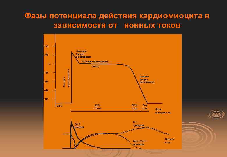 Фазы потенциала действия