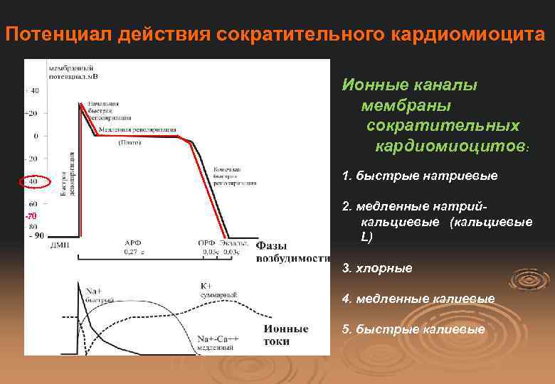 Схема потенциала действия атипичного кардиомиоцита