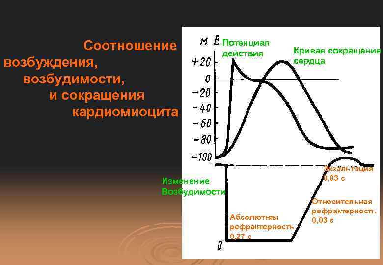 Соотношение возбуждения, возбудимости, и сокращения кардиомиоцита Потенциал действия Кривая сокращения сердца Экзальтация 0, 03