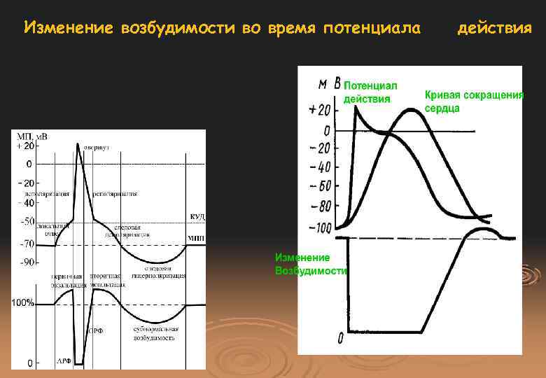Изменение возбудимости во время потенциала действия 