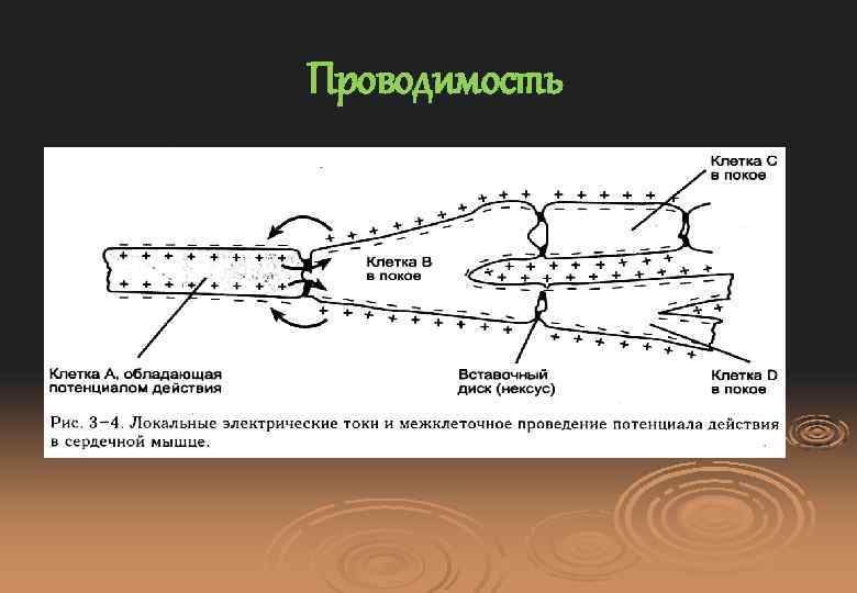 Проводимость 