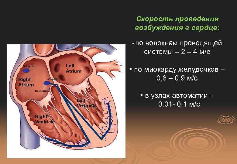 Проводящая система сердца механизм автоматии сердца презентация