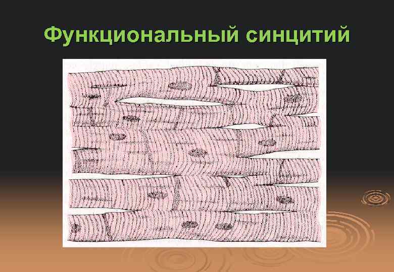 Функциональный синцитий 