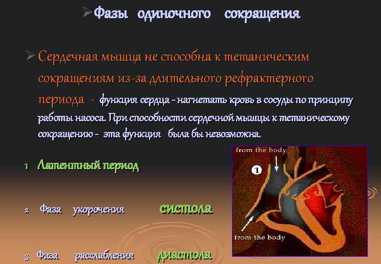 Ø Фазы одиночного сокращения Ø Сердечная мышца не способна к тетаническим сокращениям из-за длительного