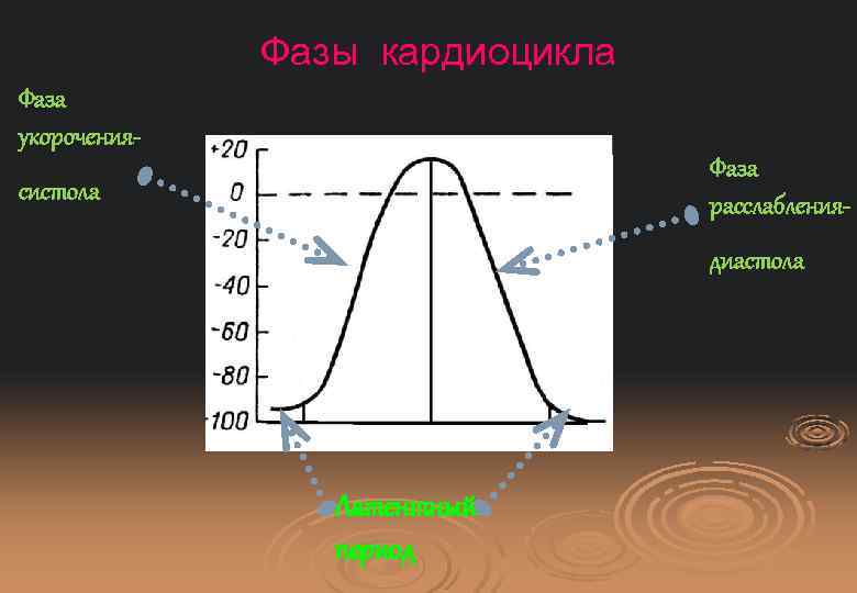 Фазы кардиоцикла Фаза укорочения. Фаза расслабления- систола диастола Латентный период 
