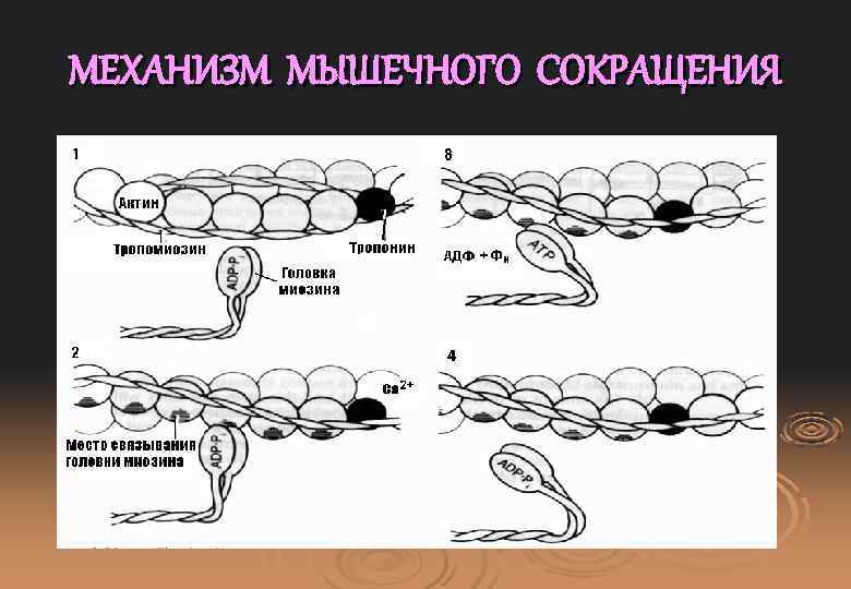 МЕХАНИЗМ МЫШЕЧНОГО СОКРАЩЕНИЯ 