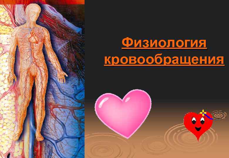 Физиология кровообращения 