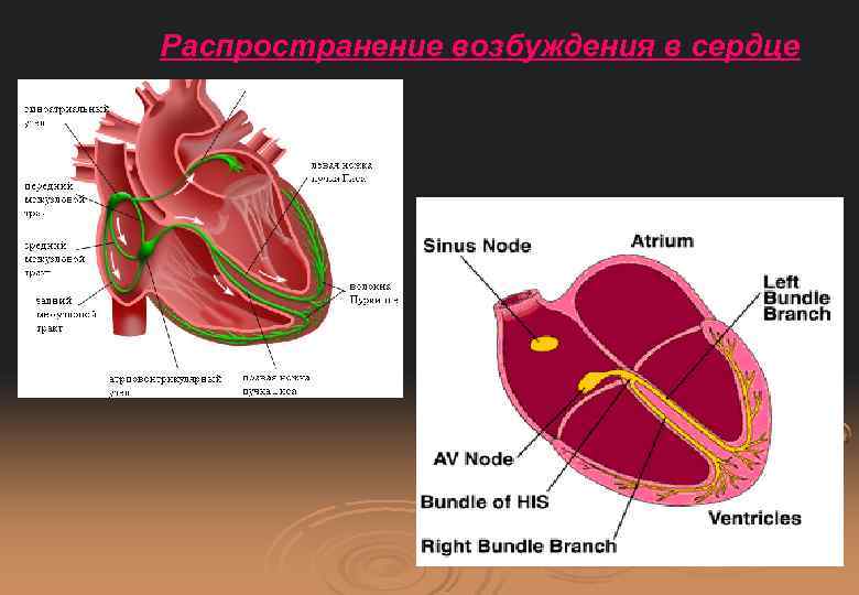 Распространение возбуждения в сердце 