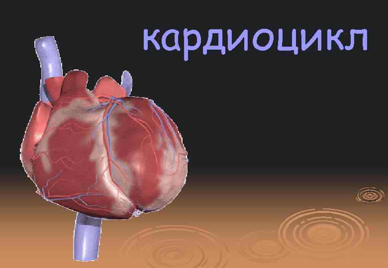 кардиоцикл 