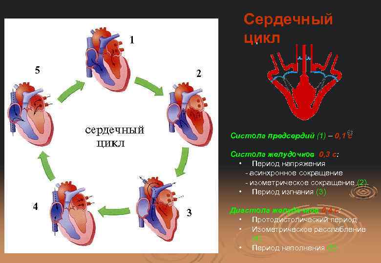 Сердечный цикл Систола предсердий (1) – 0, 1 с Систола желудочков 0, 3 с: