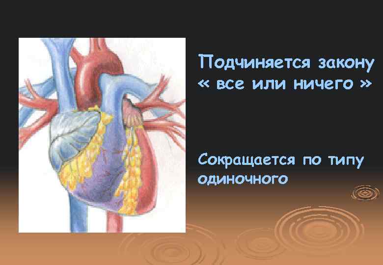 Подчиняется закону « все или ничего » Сокращается по типу одиночного 
