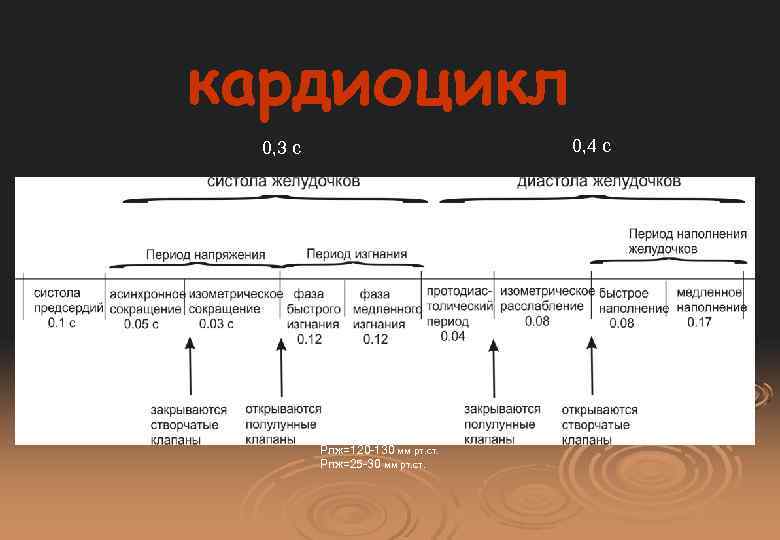 кардиоцикл 0, 4 с 0, 3 с Рлж=120 -130 мм рт. ст. Рпж=25 -30