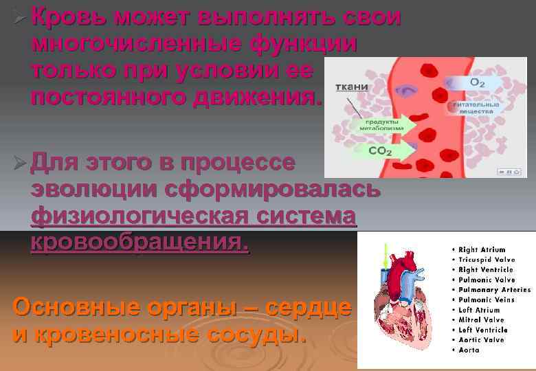 Ø Кровь может выполнять свои многочисленные функции только при условии ее постоянного движения. Ø