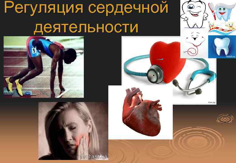 Регуляция сердечной деятельности 