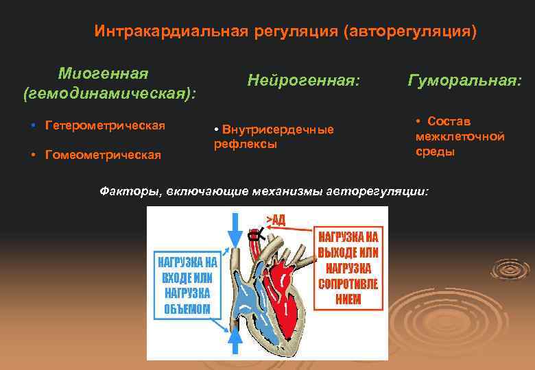 Интракардиальная регуляция (авторегуляция) Миогенная (гемодинамическая): • Гетерометрическая • Гомеометрическая Нейрогенная: • Внутрисердечные рефлексы Гуморальная: