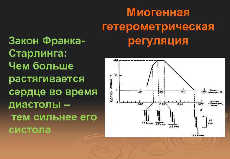 Закон Франка. Старлинга: Чем больше растягивается сердце во время диастолы – тем сильнее его