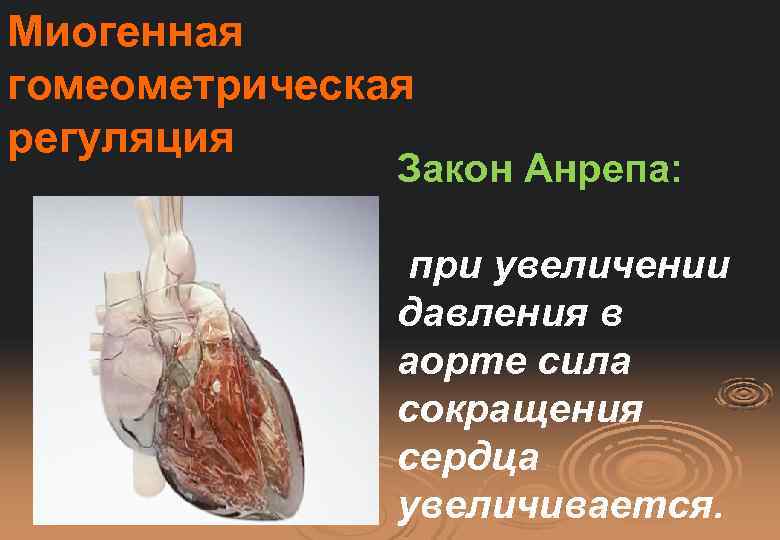 Миогенная гомеометрическая регуляция Закон Анрепа: при увеличении давления в аорте сила сокращения сердца увеличивается.