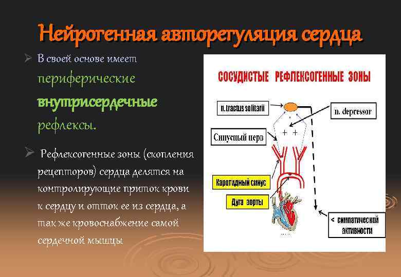 Рефлексогенные зоны сердца. Интракардиальные механизмы регуляции сердца. Механизмы интракардиальной регуляции сердечной деятельности. Нейрогенная регуляция сердца. Нейрогенный механизм регуляции сердца.
