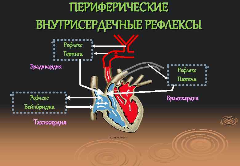 Схема рефлекса бейнбриджа