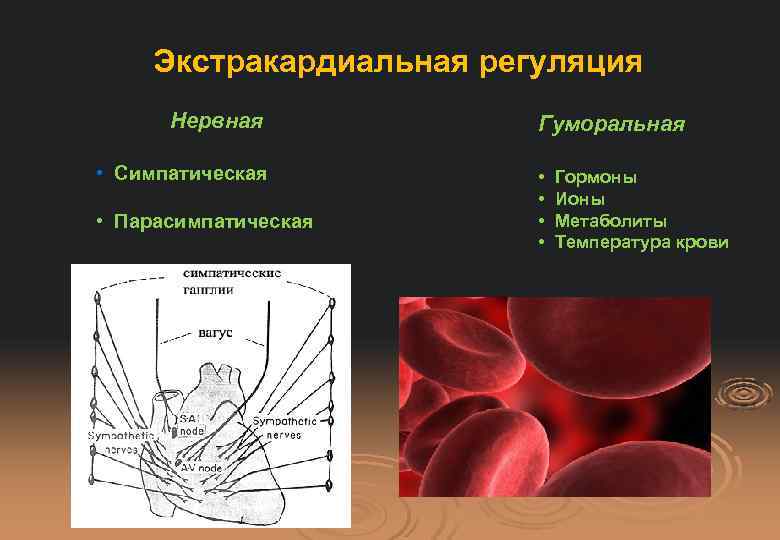 Экстракардиальная регуляция Нервная • Симпатическая • Парасимпатическая Гуморальная • • Гормоны Ионы Метаболиты Температура