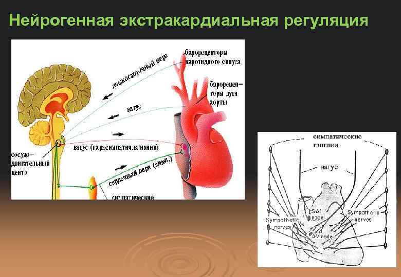 Схема регуляции сердечной деятельности