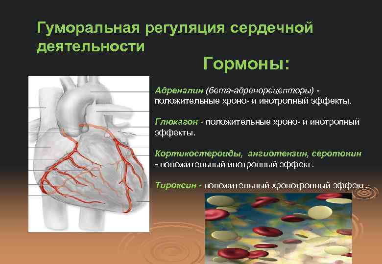Гуморальная регуляция сердечной деятельности Гормоны: Адреналин (бета-адренорецепторы) положительные хроно- и инотропный эффекты. Глюкагон -